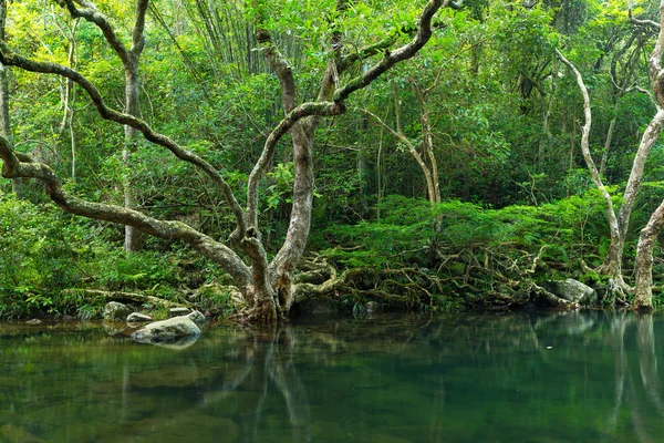 Lake in tropical forest — Stock Photo, Image