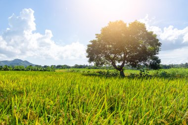 Pirinç çayır ve güneş patlaması