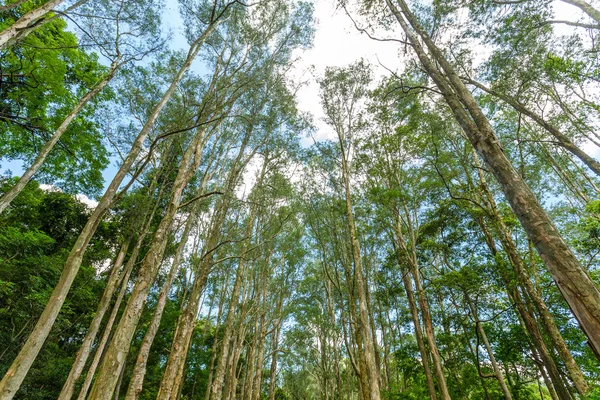 Forest bomen en wolken hemel — Stockfoto