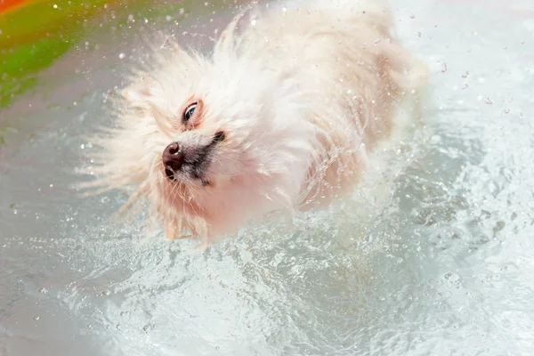 Cão pomeranian sacudindo água — Fotografia de Stock