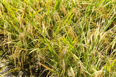 Paddy pirinç tarlası 