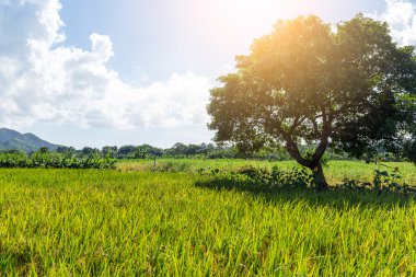 Pirinç çayır ve ağaç
