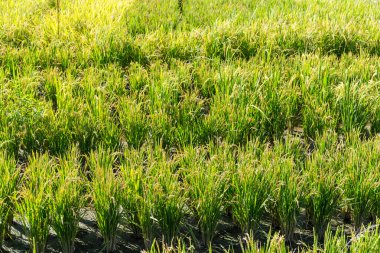 Paddy pirinç tarlası 