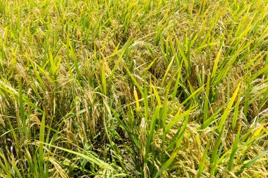 Paddy pirinç tarlası 