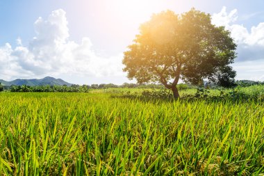 Pirinç çayır ve ağaç