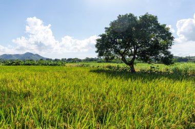 Pirinç çayır ve ağaç