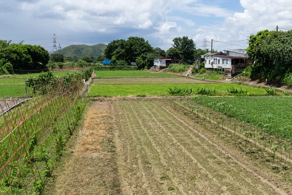 田舎のグリーン フィールド — ストック写真