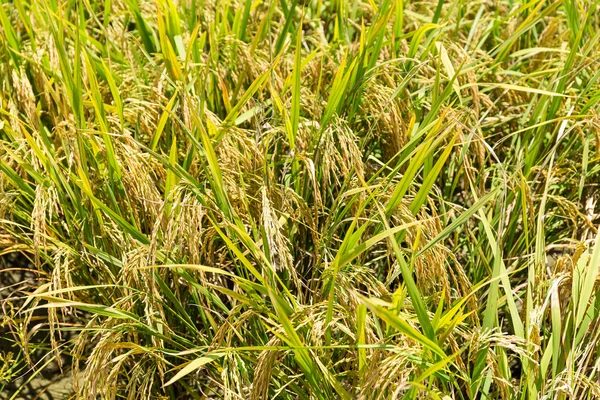 Campo de arroz paddy — Fotografia de Stock