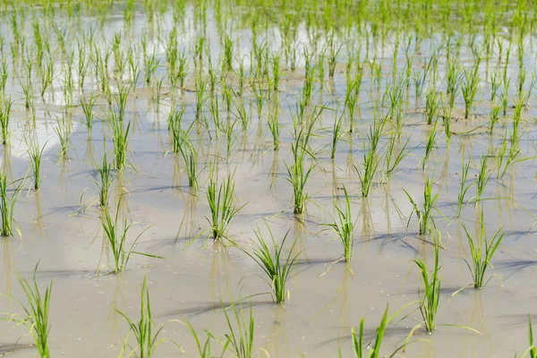 Посадка рисового поля — стоковое фото