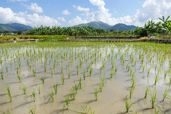 Sadzenia niełuskany ryż łąka — Zdjęcie stockowe