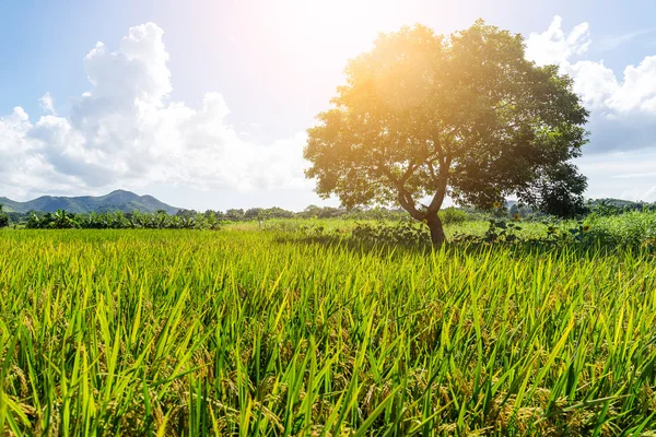 Pirinç çayır ve ağaç