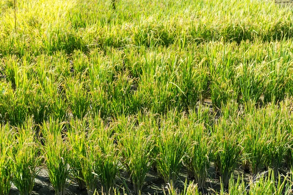 Plantación de arroz con cáscara — Foto de Stock