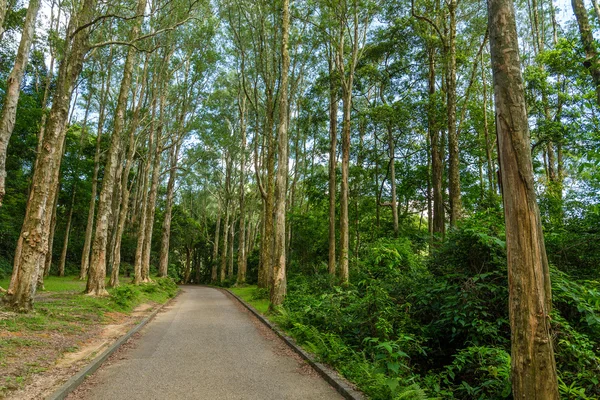 Wandelpad in het bos — Stockfoto