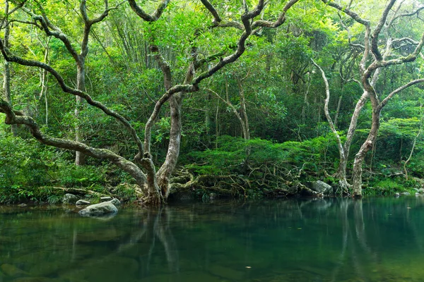 Jezero v tropickém lese — Stock fotografie