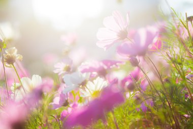 flores hermosas cosmos