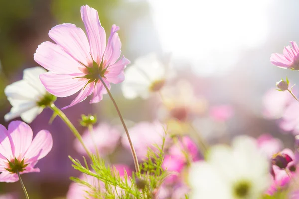 美しいコスモスの花 — ストック写真