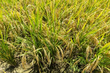 Çeltik pirinç ekimi