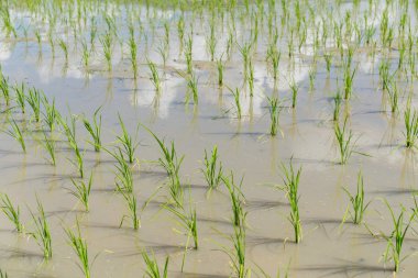 Çeltik pirinç alan dikim 