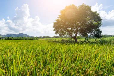 Pirinç çayır ve ağaç