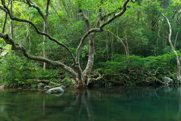 Jezero v tropickém lese — Stock fotografie