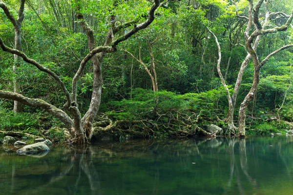 Lac en forêt tropicale — Photo