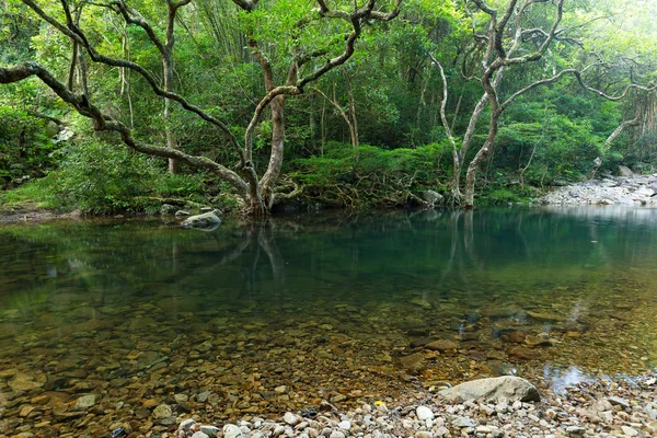 Lago nella foresta tropicale — Foto Stock