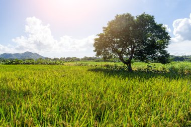 Pirinç çayır ve ağaç