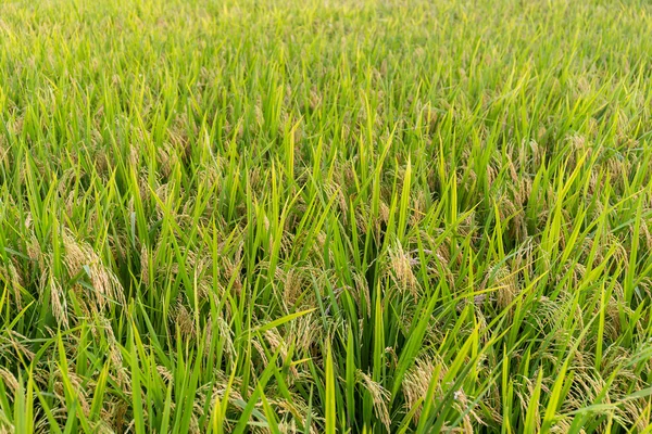 Plantación de arroz con cáscara —  Fotos de Stock