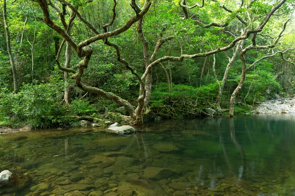 Lago na floresta tropical — Fotografia de Stock