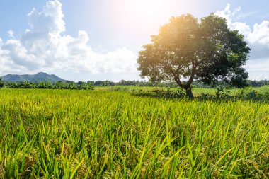 Çeltik pirinç alan ağaç 