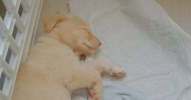 Küçük köpek havluyla uyuyor.