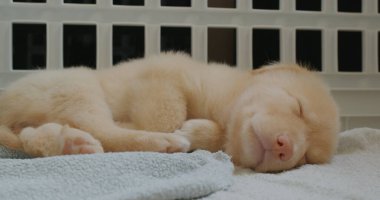 Küçük köpek havluyla uyuyor.