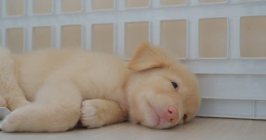 Şirin köpek evde yerde yatıyor.
