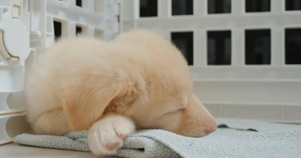 Bonito Filhote Cachorro Dormir Toalha — Fotografia de Stock