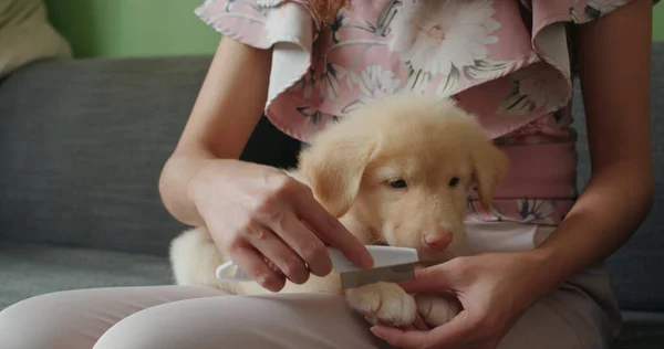 Pet owner brush hair of puppy at home