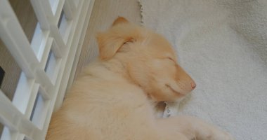 Küçük köpek havluyla uyuyor.