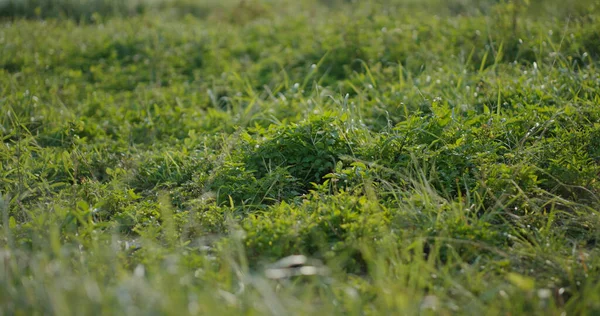 Groene Plantenweide Gazon Bij Openlucht — Stockfoto