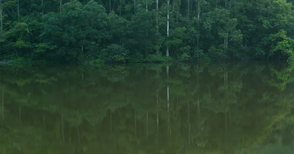 Forest Plant Water Reservoir — Stock Photo, Image