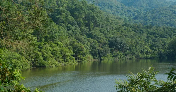 Grüner Wald Mit Der Reflexion Des Flusssees — Stockfoto