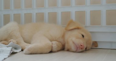 Şirin köpek havluyla yerde uyuyor.