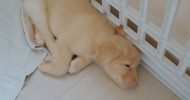 Küçük köpek havluyla uyuyor.