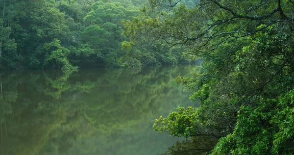 Green Forest River Lake Reflection — Stock Photo, Image