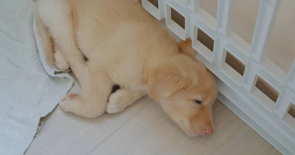 Kleine Puppy Slapen Handdoek — Stockfoto