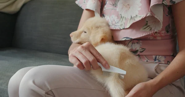 Propietario Mascotas Cepillo Pelo Cachorro Casa — Foto de Stock