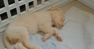 Şirin köpek havluyla yerde uyuyor.