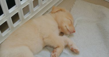 Şirin köpek havluyla uyuyor.