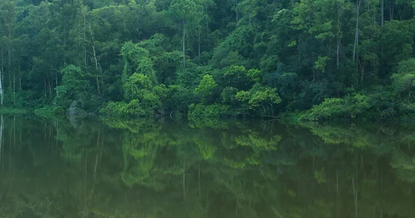 Planta Florestal Reservatório Água — Fotografia de Stock