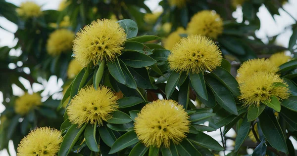 Xanthostemon Chrysanthus Fiore Bello Albero — Foto Stock