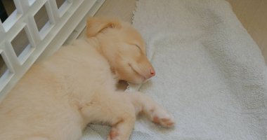 Yavru köpek havluyla uyuyor.