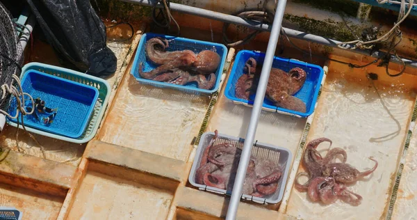 Venda Frutos Mar Barco Pescador — Fotografia de Stock